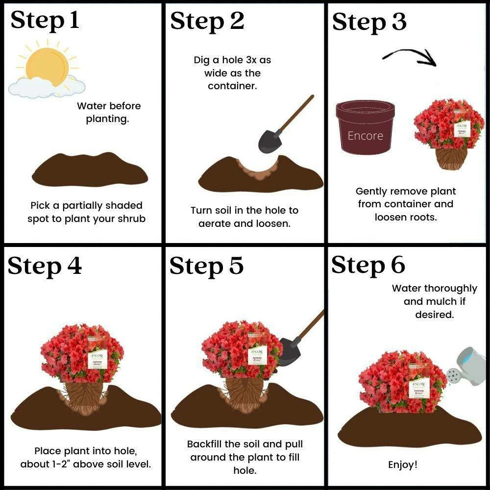 ENCORE AZALEA 2 Gal. Autumn Bravo Shrub with Red Flowers - Image 6