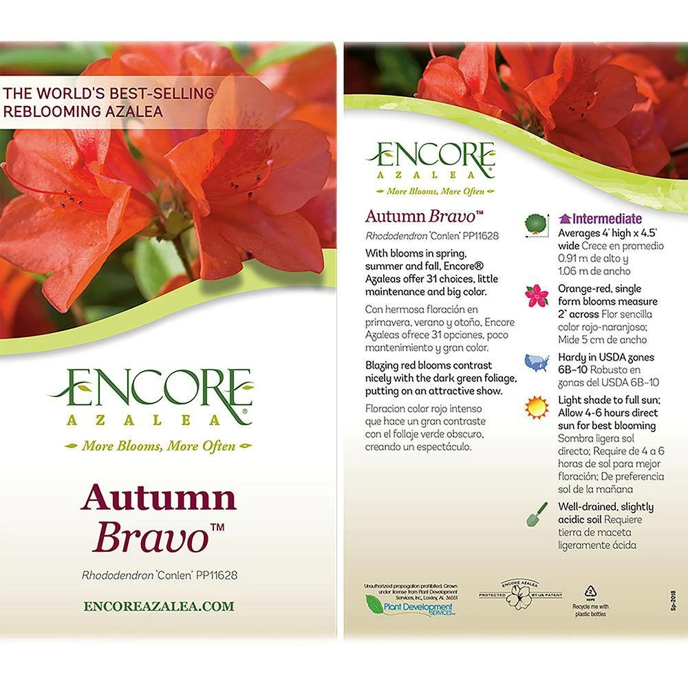 ENCORE AZALEA 2 Gal. Autumn Bravo Shrub with Red Flowers - Image 4