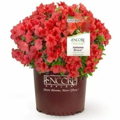 ENCORE AZALEA 2 Gal. Autumn Bravo Shrub with Red Flowers