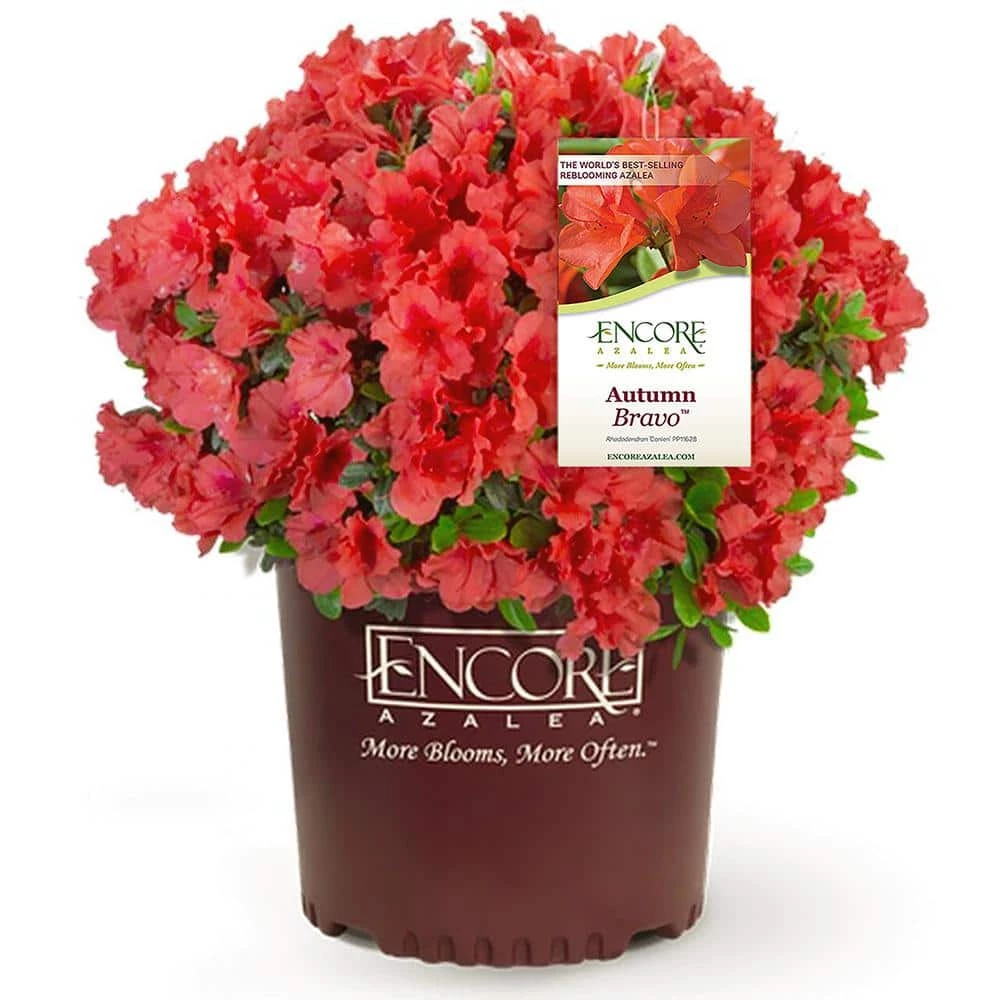 ENCORE AZALEA 2 Gal. Autumn Bravo Shrub with Red Flowers