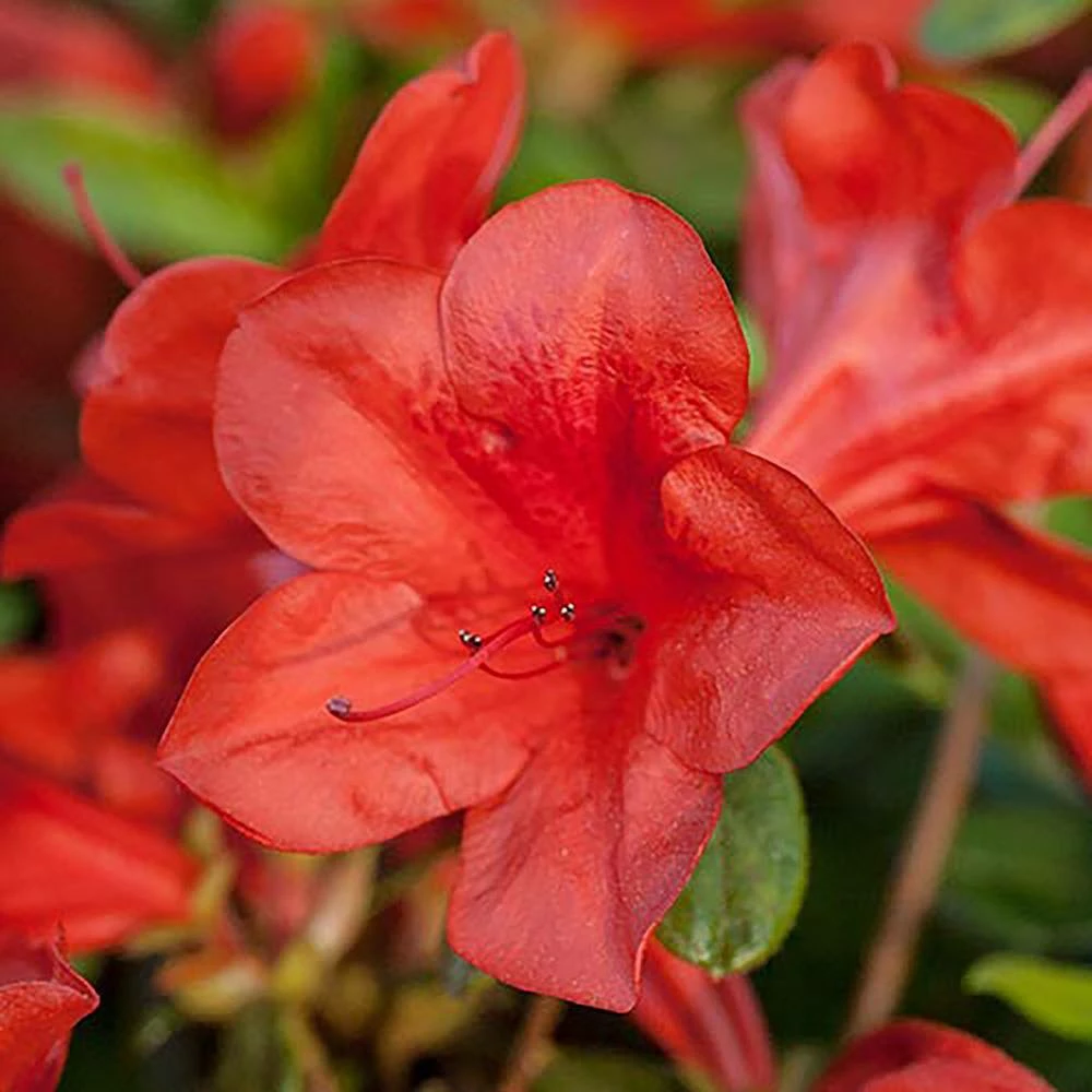 ENCORE AZALEA 2 Gal. Autumn Bravo Shrub with Red Flowers - Image 2