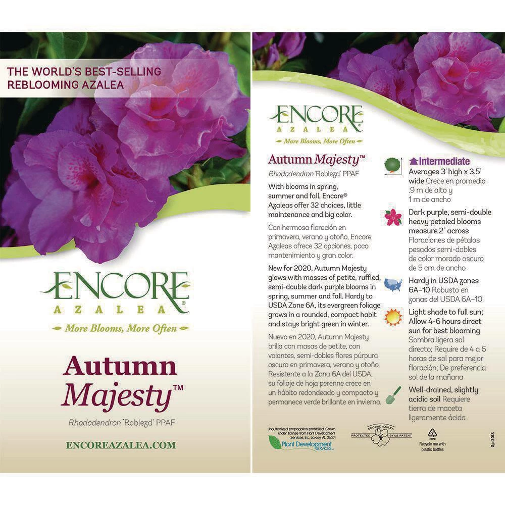 ENCORE AZALEA 2 Gal. Autumn Majesty Shrub with Rich Semi-Double Purple Flowers - Image 5