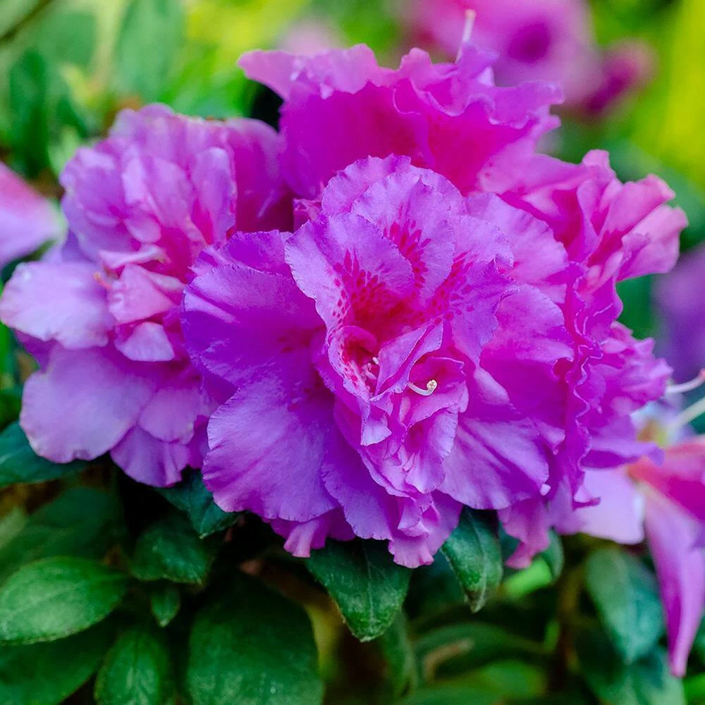 ENCORE AZALEA 2 Gal. Autumn Majesty Shrub with Rich Semi-Double Purple Flowers - Image 4