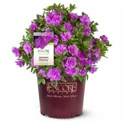 ENCORE AZALEA 2 Gal. Autumn Majesty Shrub with Rich Semi-Double Purple Flowers