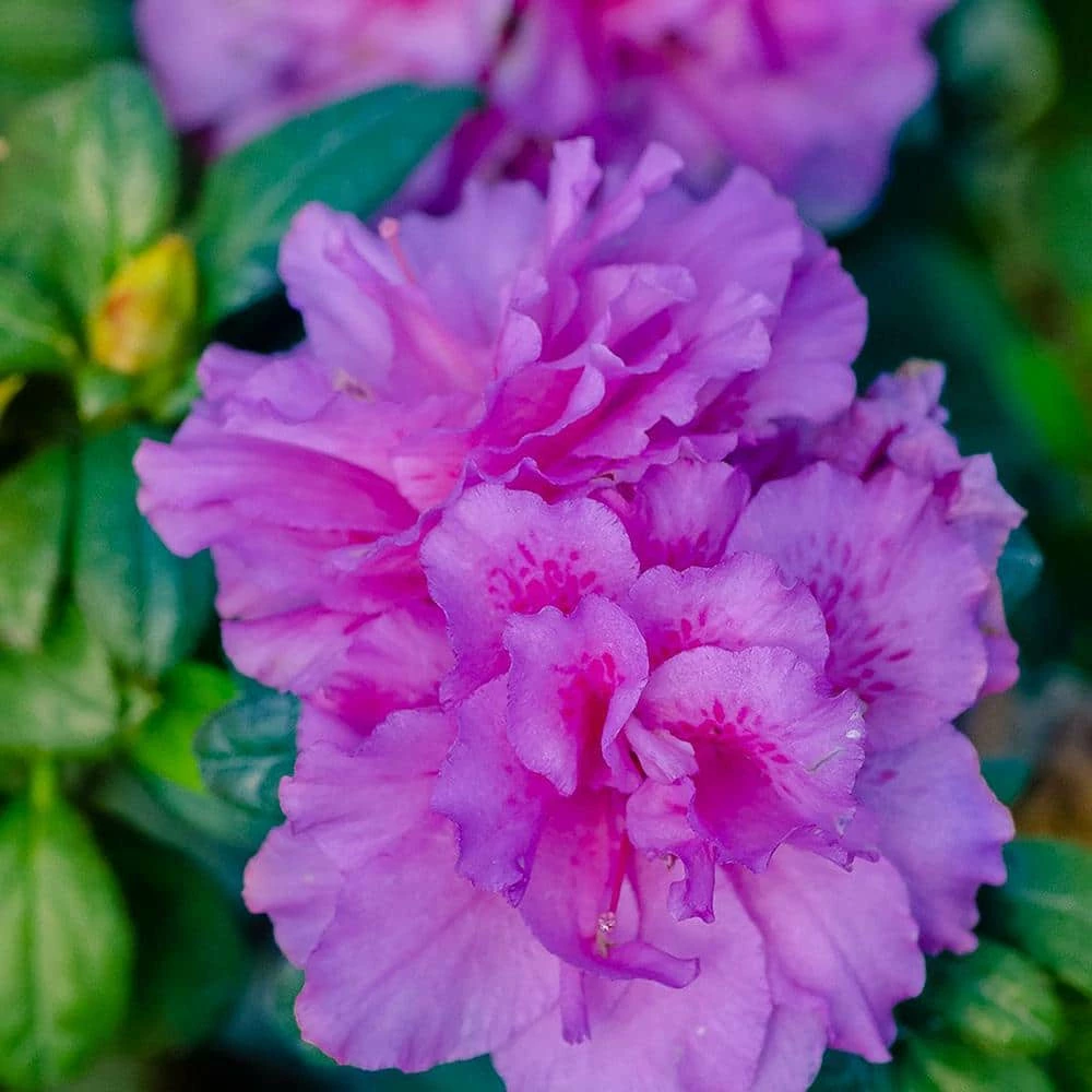 ENCORE AZALEA 2 Gal. Autumn Majesty Shrub with Rich Semi-Double Purple Flowers - Image 2