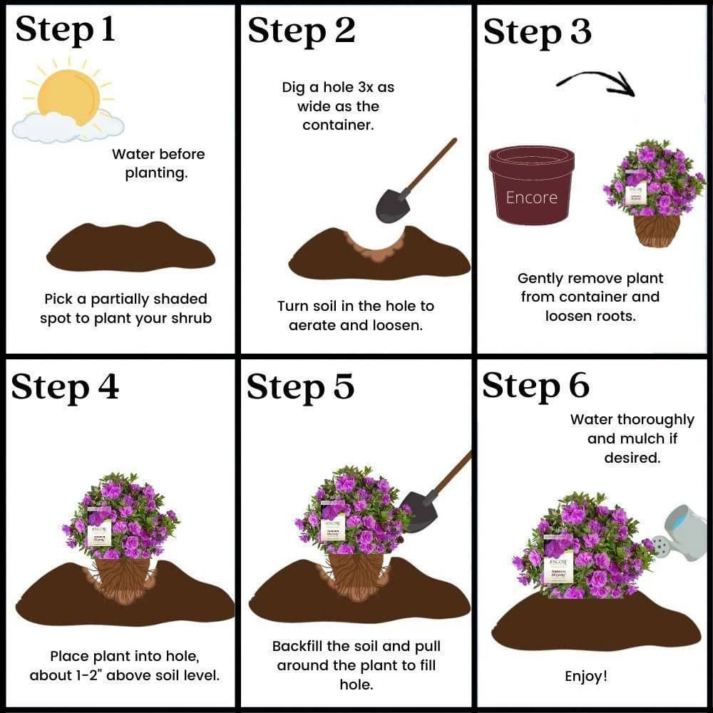 ENCORE AZALEA 2 Gal. Autumn Majesty Shrub with Rich Semi-Double Purple Flowers - Image 7