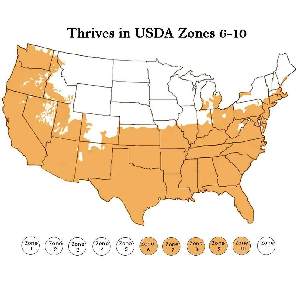 ENCORE AZALEA 5 Gal. Autumn Sangria Shrub with Large Vibrant Neon Pink Flowers and Rich Green Foliage - Image 5