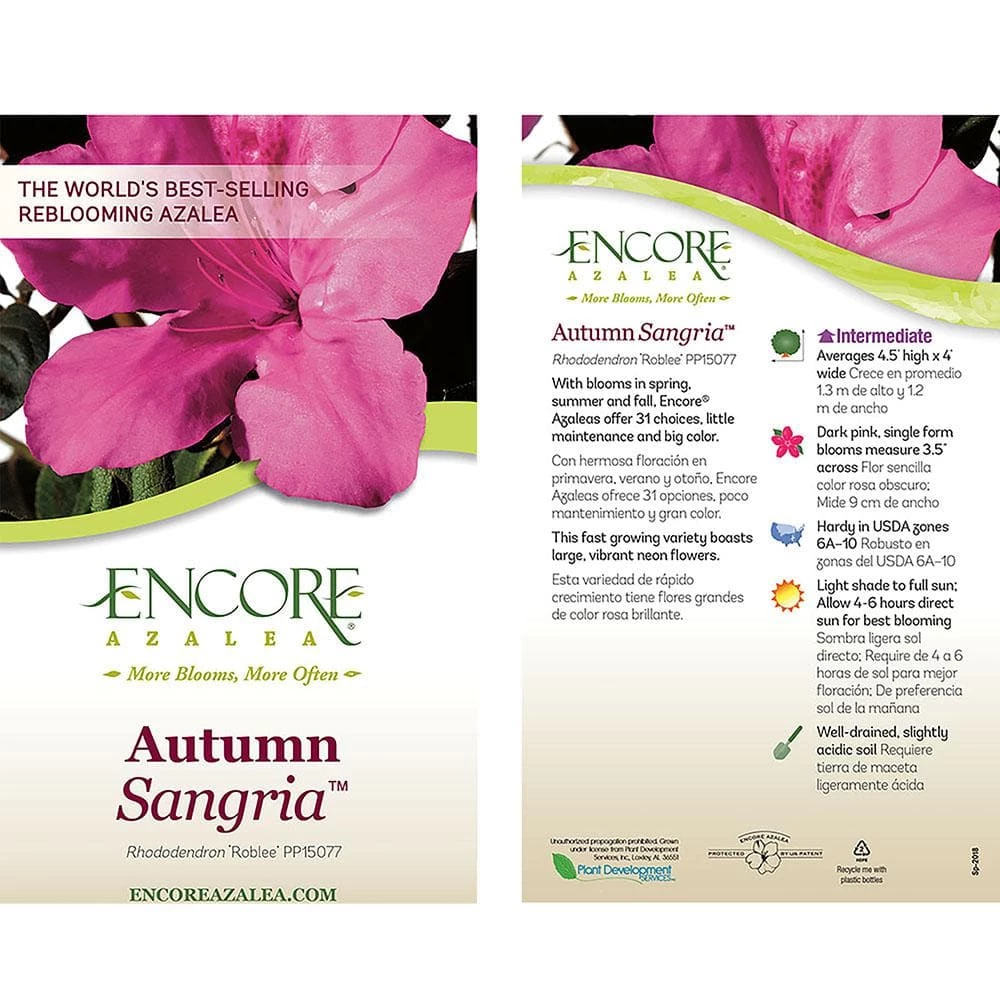 ENCORE AZALEA 5 Gal. Autumn Sangria Shrub with Large Vibrant Neon Pink Flowers and Rich Green Foliage - Image 4