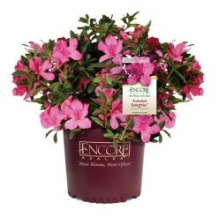ENCORE AZALEA 5 Gal. Autumn Sangria Shrub with Large Vibrant Neon Pink Flowers and Rich Green Foliage