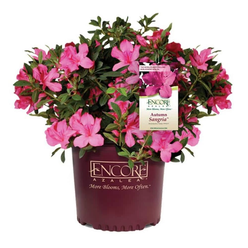ENCORE AZALEA 5 Gal. Autumn Sangria Shrub with Large Vibrant Neon Pink Flowers and Rich Green Foliage