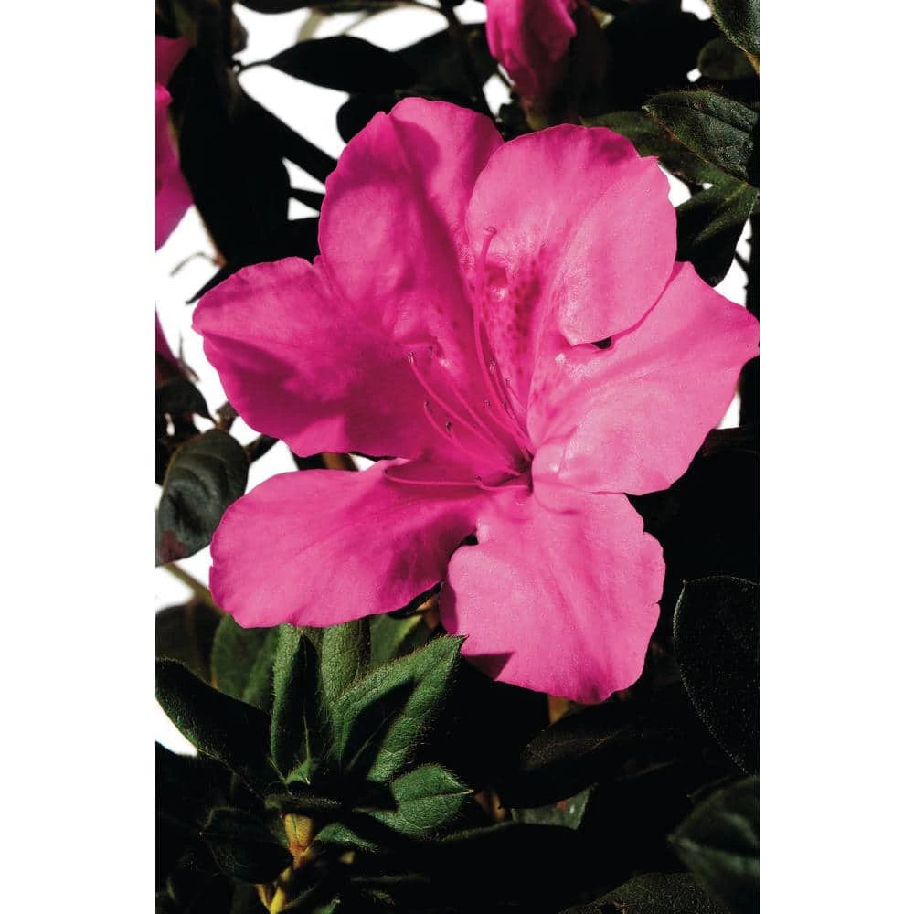 ENCORE AZALEA 5 Gal. Autumn Sangria Shrub with Large Vibrant Neon Pink Flowers and Rich Green Foliage - Image 3