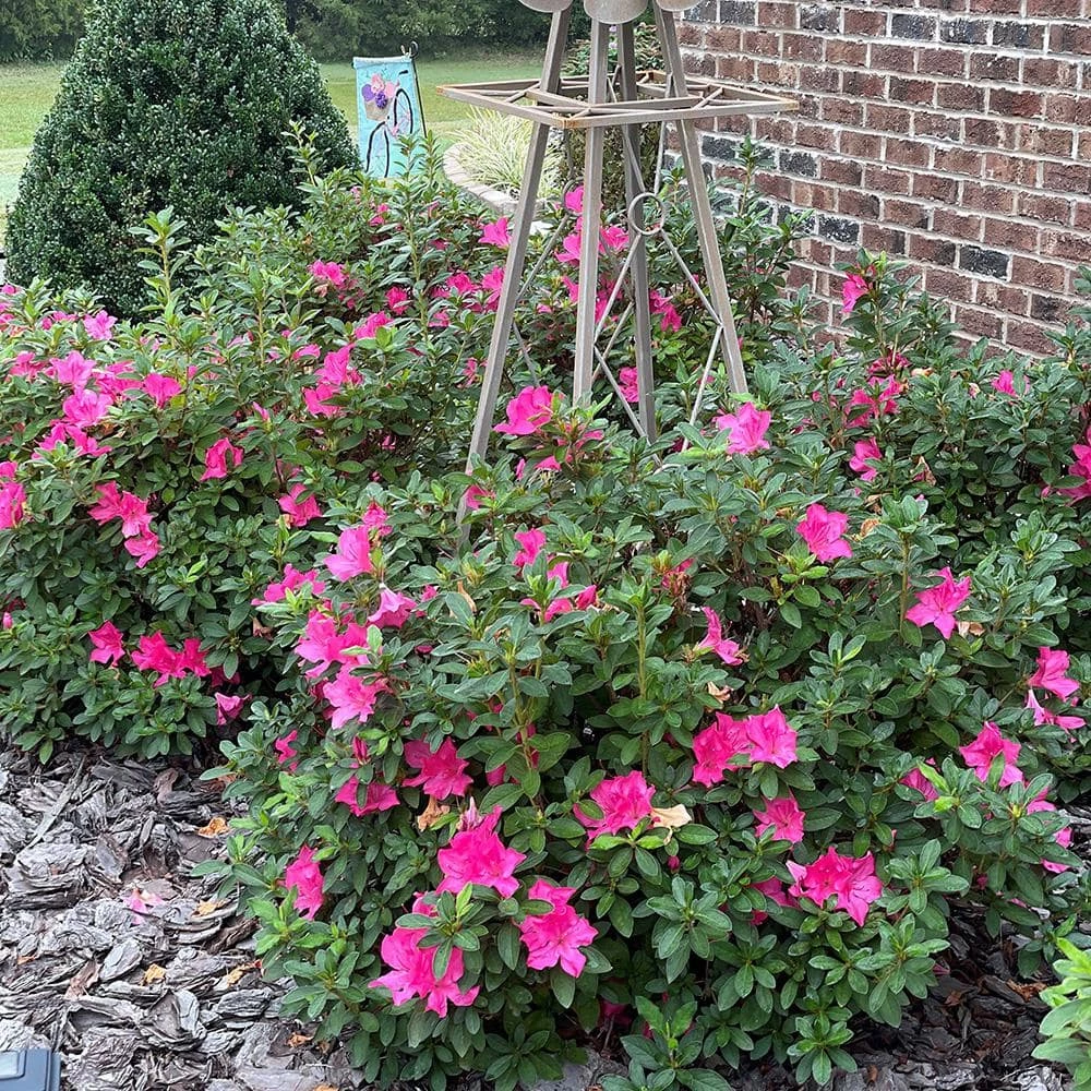 ENCORE AZALEA 5 Gal. Autumn Sangria Shrub with Large Vibrant Neon Pink Flowers and Rich Green Foliage - Image 2