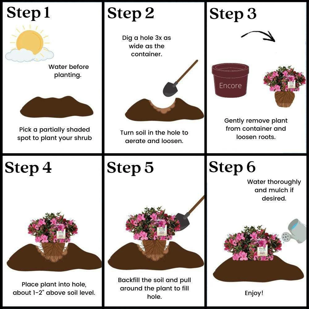 ENCORE AZALEA 5 Gal. Autumn Sangria Shrub with Large Vibrant Neon Pink Flowers and Rich Green Foliage - Image 6