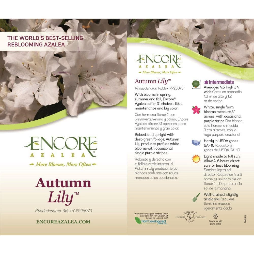 ENCORE AZALEA 5 Gal. Autumn Lily Azalea Shrub with White Flowers - Image 4