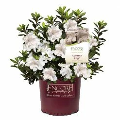 ENCORE AZALEA 5 Gal. Autumn Lily Azalea Shrub with White Flowers