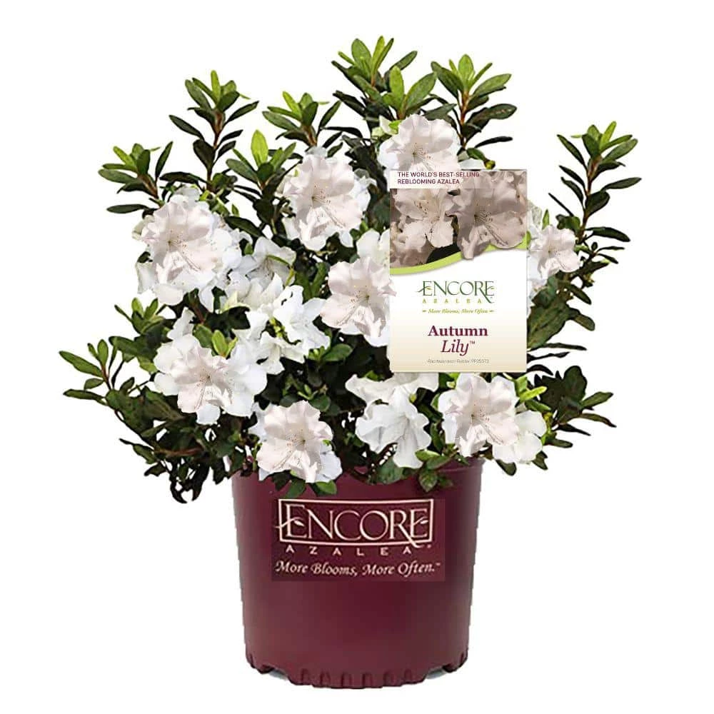 ENCORE AZALEA 5 Gal. Autumn Lily Azalea Shrub with White Flowers