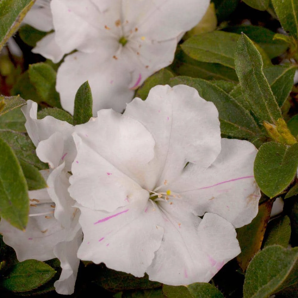 ENCORE AZALEA 5 Gal. Autumn Lily Azalea Shrub with White Flowers - Image 2