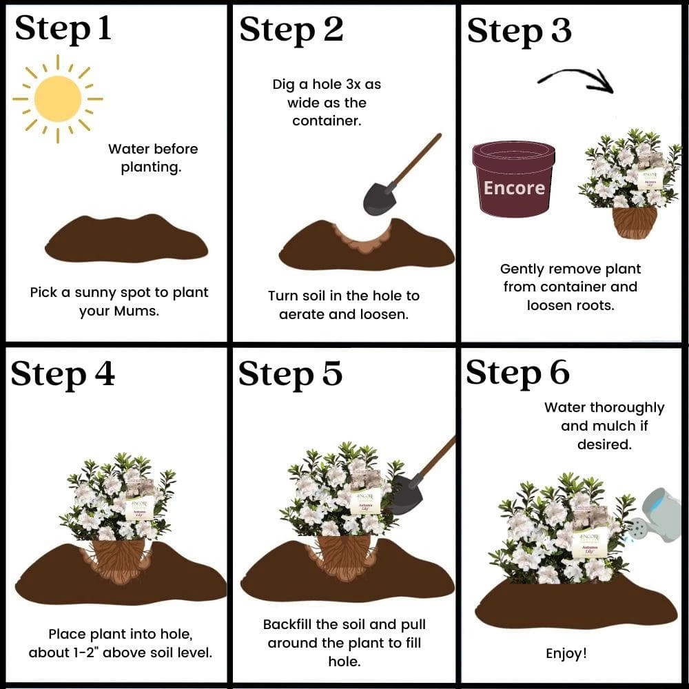 ENCORE AZALEA 5 Gal. Autumn Lily Azalea Shrub with White Flowers - Image 6