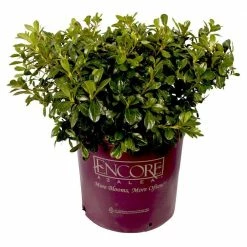 ENCORE AZALEA 3 Gal. Autumn Lilac Shrub with Lavender Purple Reblooming Flowers