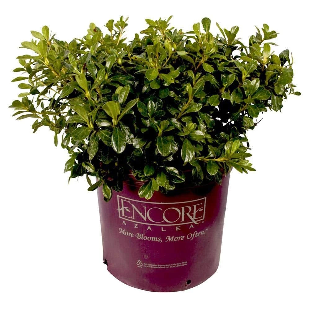 ENCORE AZALEA 3 Gal. Autumn Lilac Shrub with Lavender Purple Reblooming Flowers