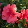 ENCORE AZALEA 2 Gal. Autumn Princess Shrub with Salmon-Pink Reblooming Flowers