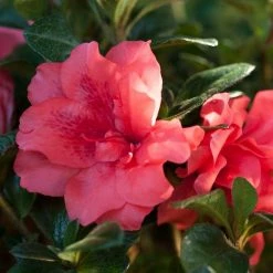 ENCORE AZALEA 2 Gal. Autumn Princess Shrub with Salmon-Pink Reblooming Flowers
