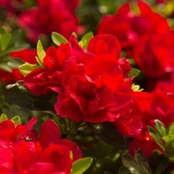 ENCORE AZALEA 2 Gal. Autumn Bonfire Shrub with Clear Red Reblooming Flowers