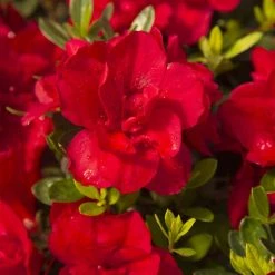 ENCORE AZALEA 3 Gal. Autumn Bonfire Shrub with Clear Red Reblooming Flowers