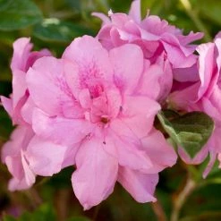 ENCORE AZALEA 1 Gal. Autumn Carnation Shrub with Ruffled Pink Reblooming Flowers