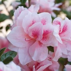 1 Gal. Autumn Chiffon Encore Azalea Shrub with Bicolor White and Magenta Pink Reblooming Flowers