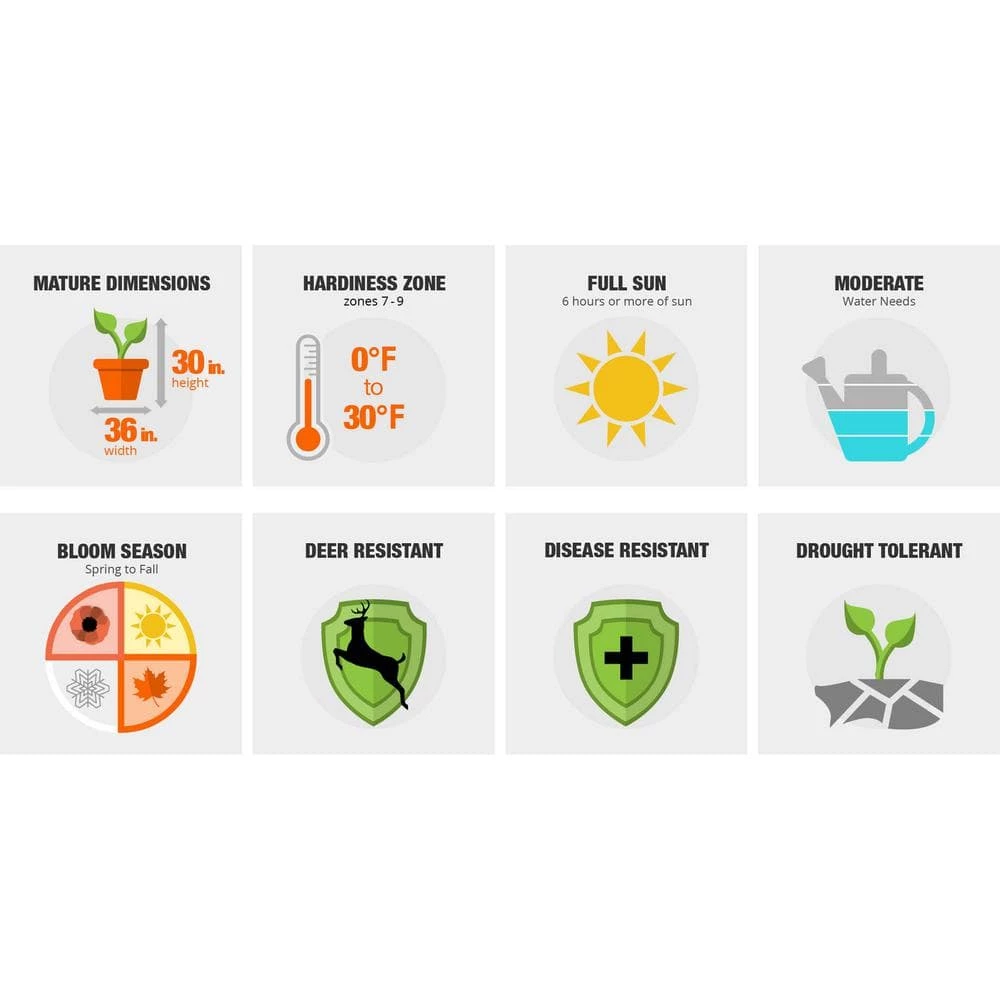 1 Gal. Autumn Chiffon Encore Azalea Shrub with Bicolor White and Magenta Pink Reblooming Flowers - Image 3