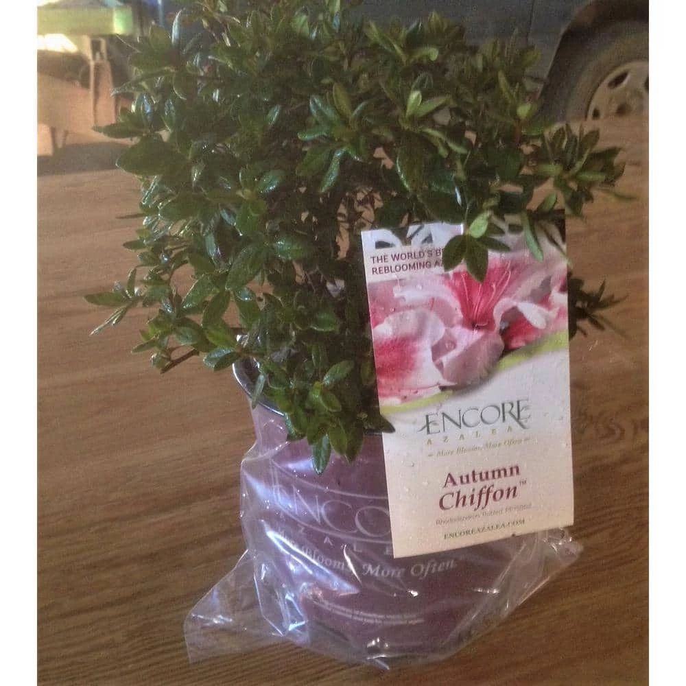 1 Gal. Autumn Chiffon Encore Azalea Shrub with Bicolor White and Magenta Pink Reblooming Flowers - Image 2