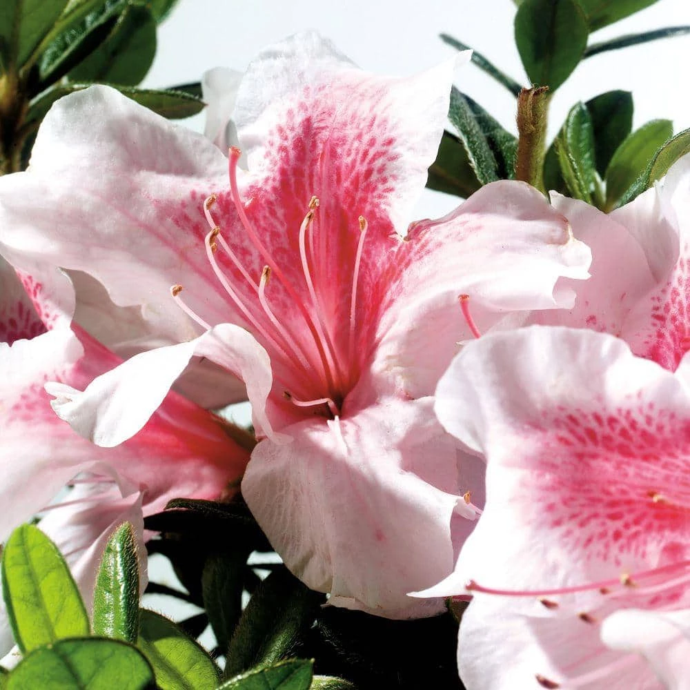 ENCORE AZALEA 3 Gal. Autumn Chiffon Shrub with Bicolor White and Magenta Pink Reblooming Flowers