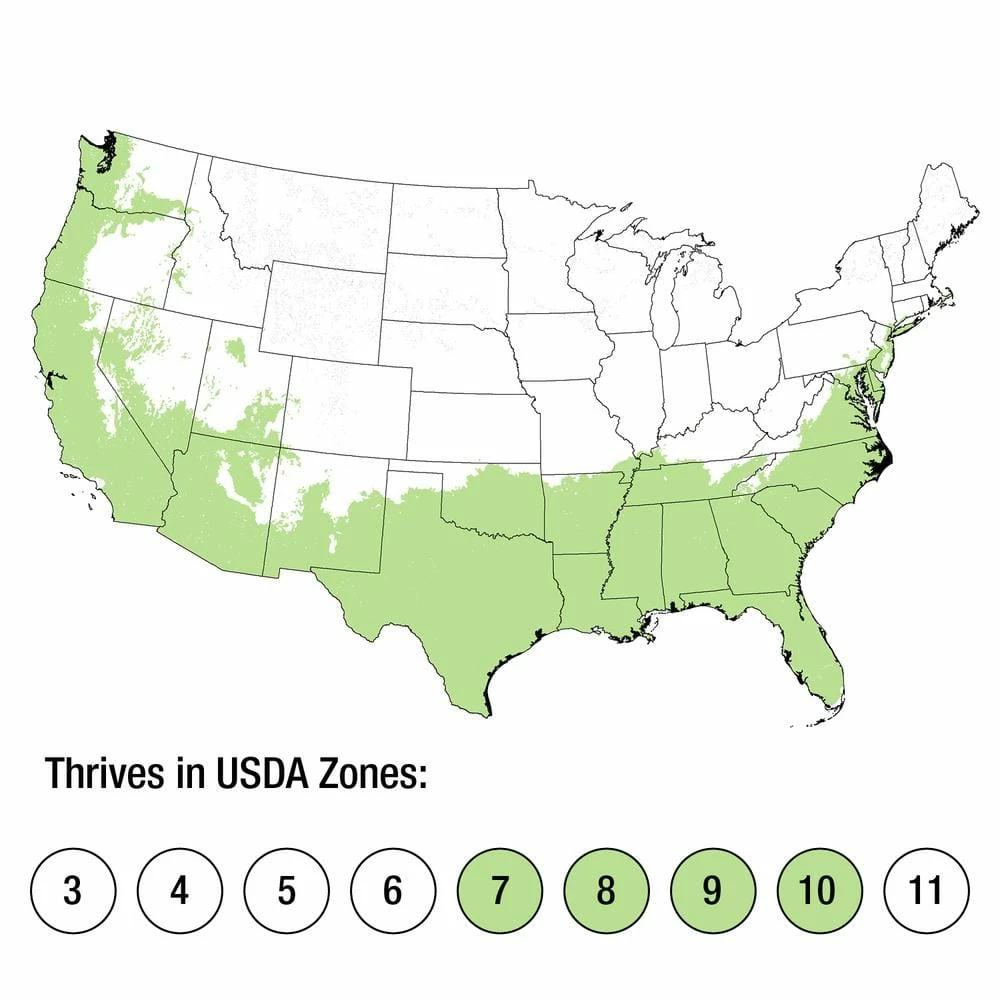 ENCORE AZALEA 3 Gal. Autumn Chiffon Shrub with Bicolor White and Magenta Pink Reblooming Flowers - Image 4