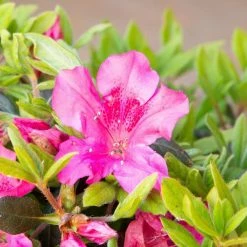 ENCORE AZALEA 1 Gal. Autumn Sangria Shrub with Neon Pink Reblooming Flowers