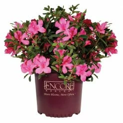 ENCORE AZALEA 2 Gal. Autumn Sangria Shrub with Neon Pink Reblooming Flowers
