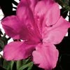 ENCORE AZALEA 3 Gal. Autumn Sangria Shrub with Neon Pink Reblooming Flowers