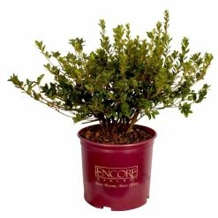 ENCORE AZALEA 1 Gal. Autumn Sundance Shrub with Magenta Pink Reblooming Flowers