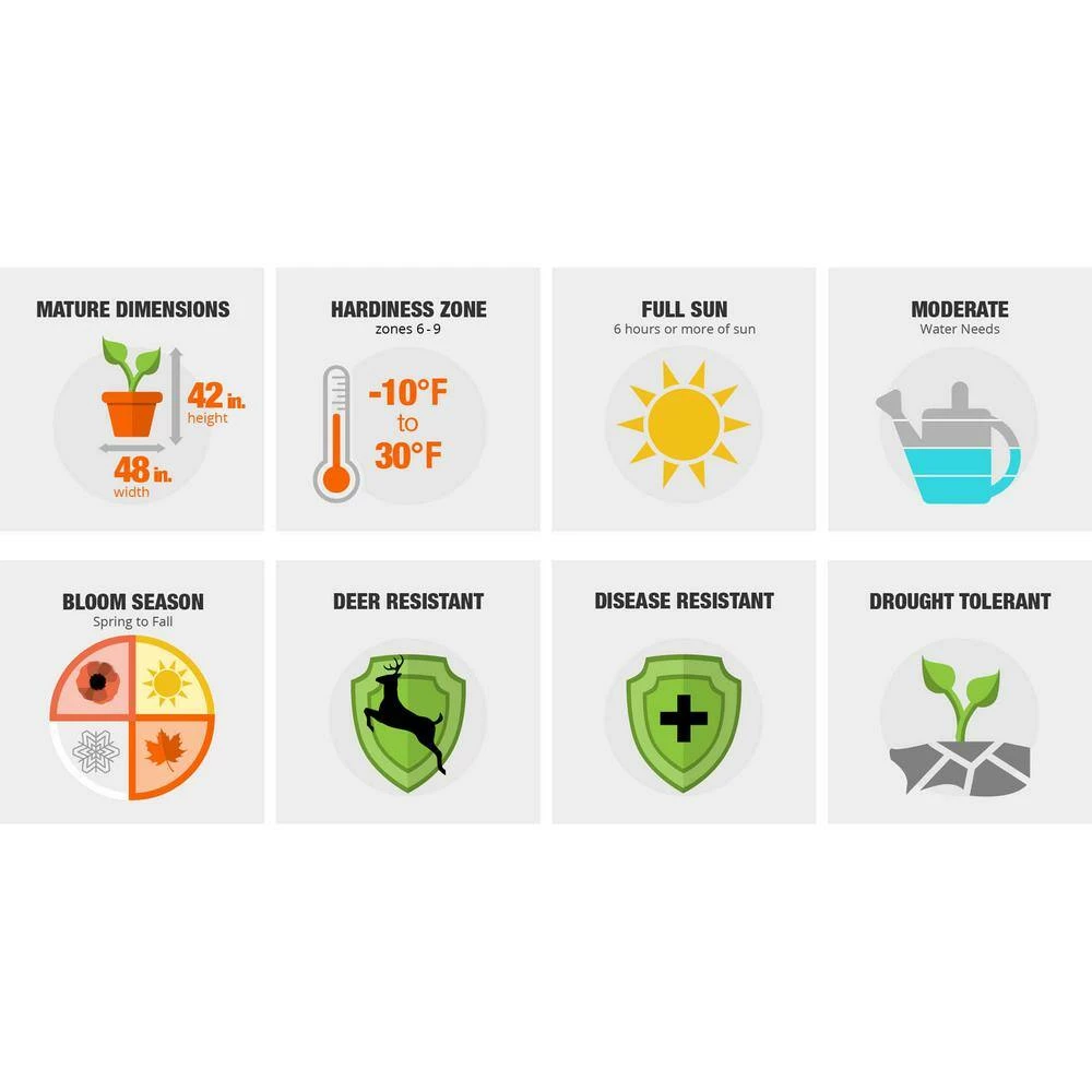 ENCORE AZALEA 1 Gal. Autumn Sundance Shrub with Magenta Pink Reblooming Flowers - Image 3