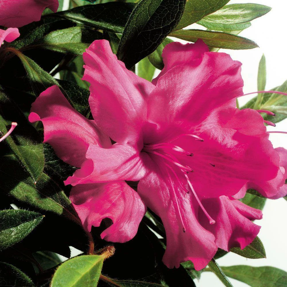 ENCORE AZALEA 1 Gal. Autumn Sundance Shrub with Magenta Pink Reblooming Flowers - Image 2