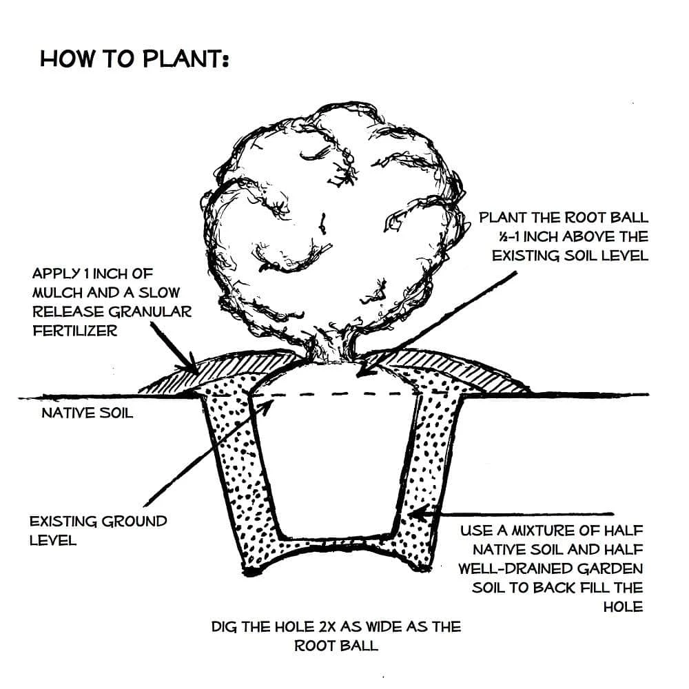 ENCORE AZALEA 1 Gal. Autumn Ivory Shrub with Bright White Reblooming Flowers - Image 2