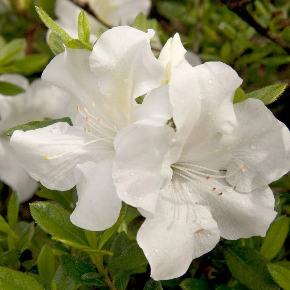 ENCORE AZALEA 1 Gal. Autumn Ivory Shrub with Bright White Reblooming Flowers