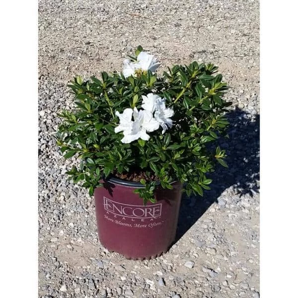 ENCORE AZALEA 2 Gal. Autumn Ivory Shrub with Bright White Reblooming Flowers - Image 2