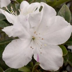 ENCORE AZALEA 3 Gal. Autumn Lily Shrub with Brilliant White and Purple Streaking Reblooming Flowers