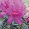 ENCORE AZALEA 1 Gal. Autumn Amethyst Shrub with Small Magenta Purple Reblooming Flowers