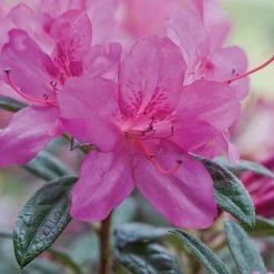 ENCORE AZALEA 1 Gal. Autumn Amethyst Shrub with Small Magenta Purple Reblooming Flowers