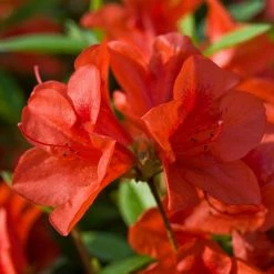 ENCORE AZALEA 1 Gal. Autumn Bravo - Red Multi-Season Re-Blooming(Azalea) Evergreen Shrub