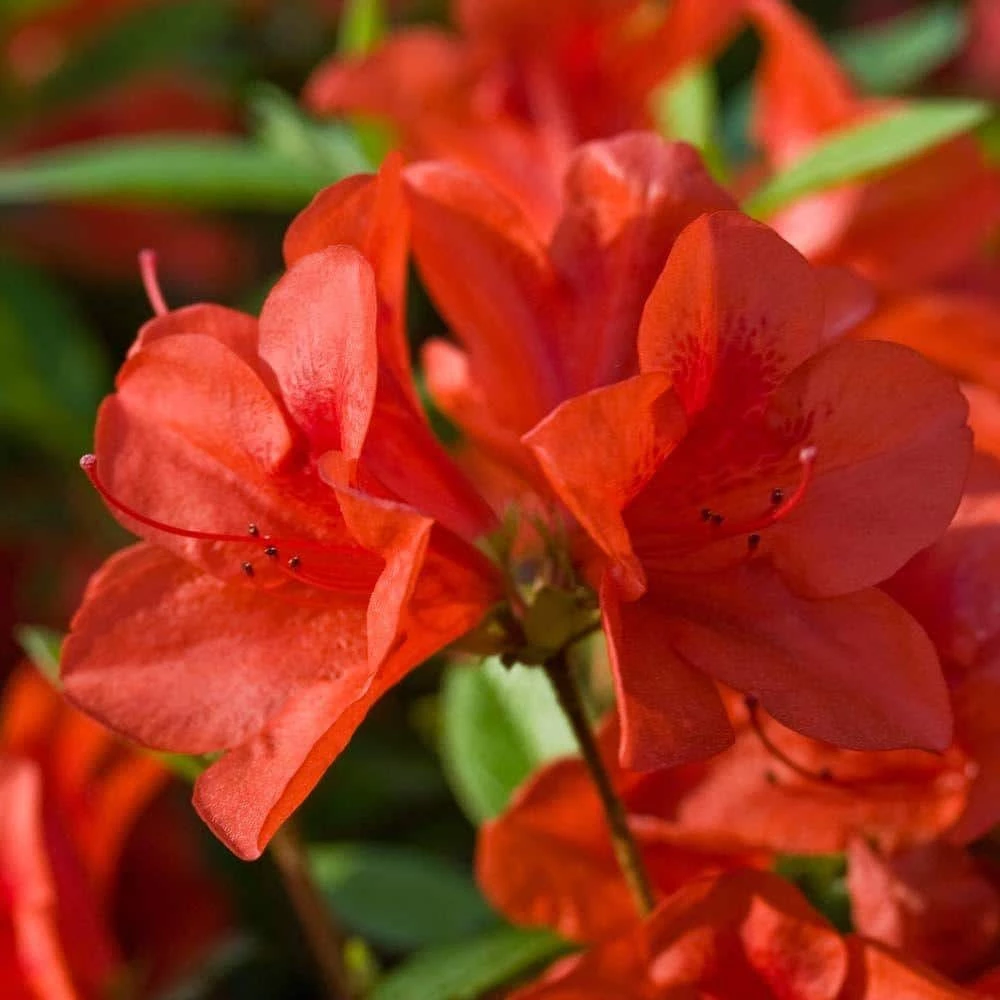 ENCORE AZALEA 3 Gal. Autumn Bravo Shrub with Scarlet Red Reblooming Flowers