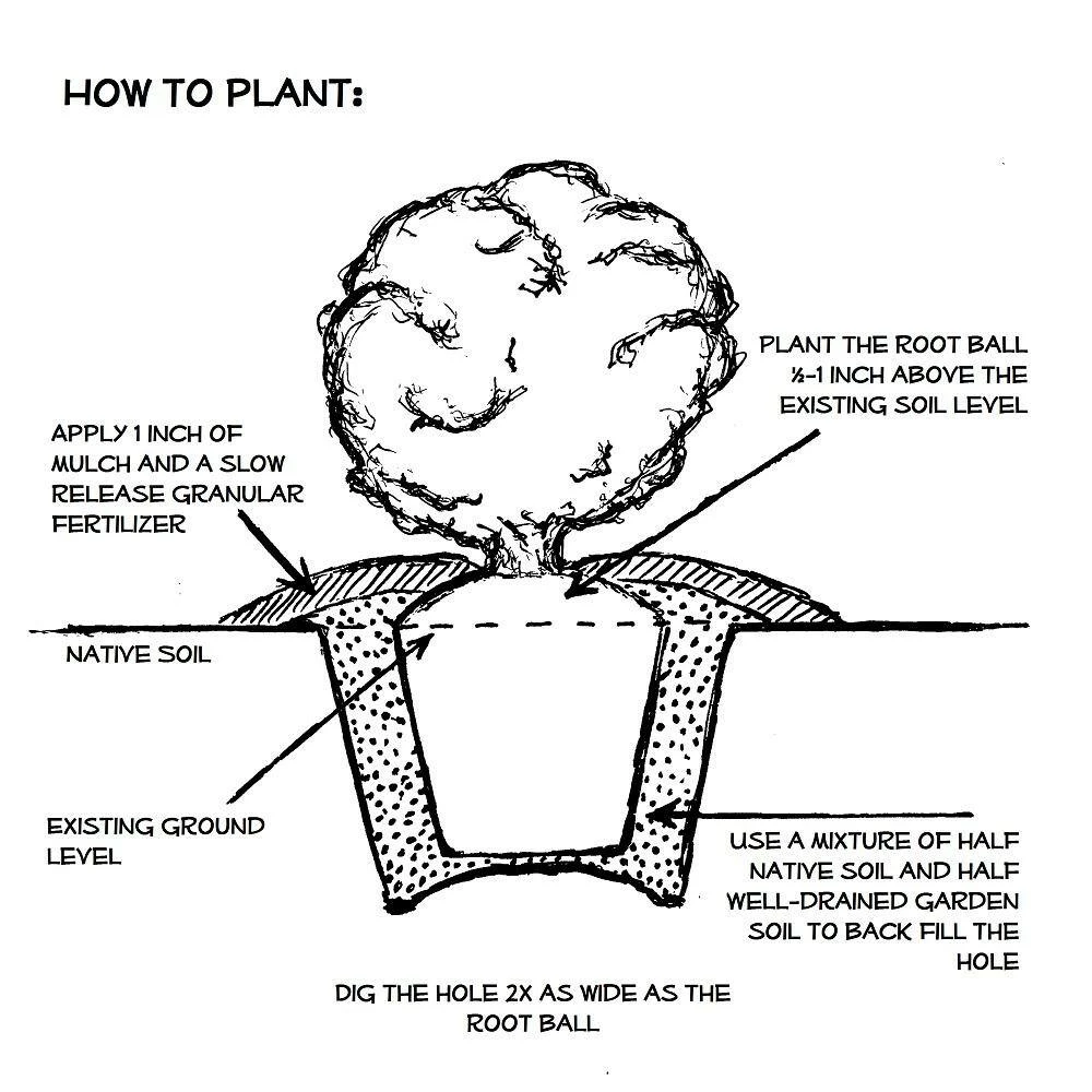 ENCORE AZALEA 1 Gal. Autumn Coral Shrub with Bicolor Pink Reblooming Flowers - Image 4