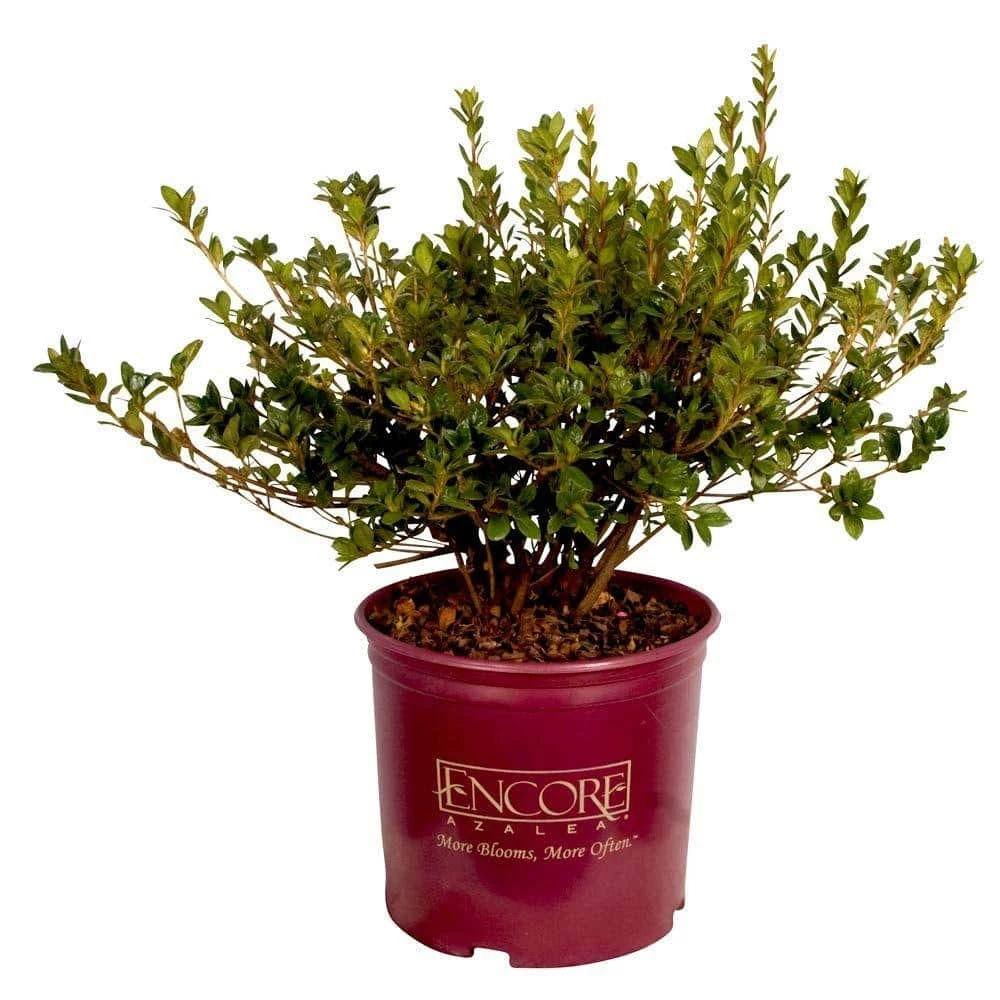 ENCORE AZALEA 1 Gal. Autumn Coral Shrub with Bicolor Pink Reblooming Flowers